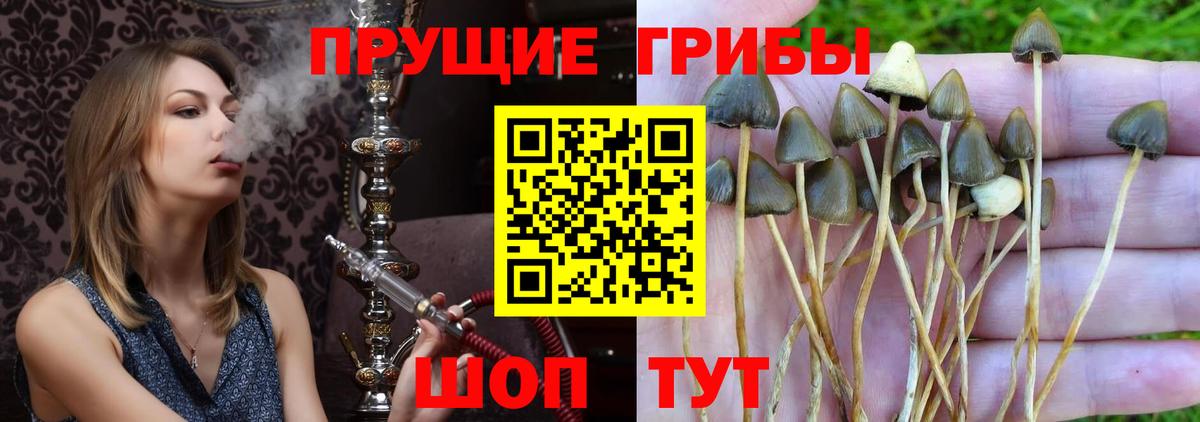 Псилоцибиновые грибы GOLDEN TEACHER  Вход с VPN  где купить наркоту  Ачинск 